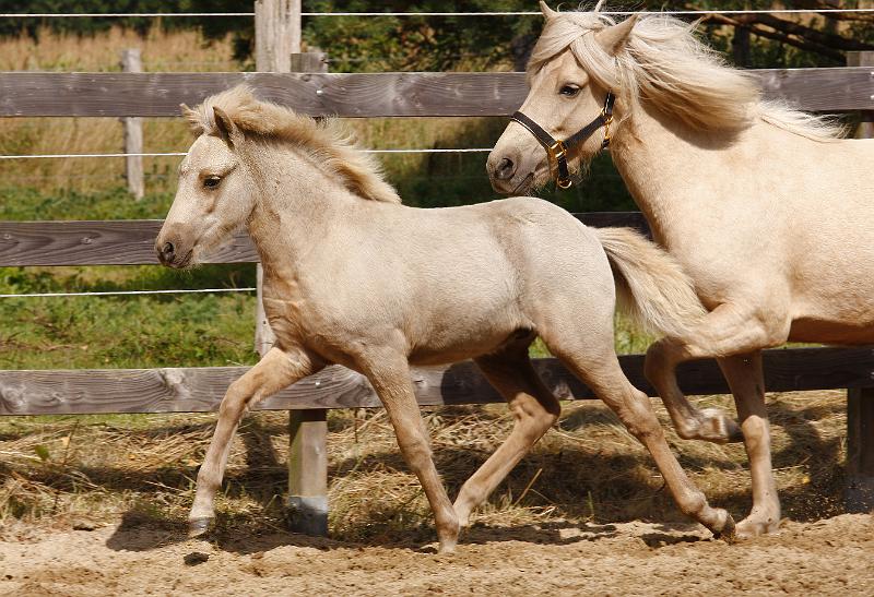 Lysir von Heidmoor i.jpg